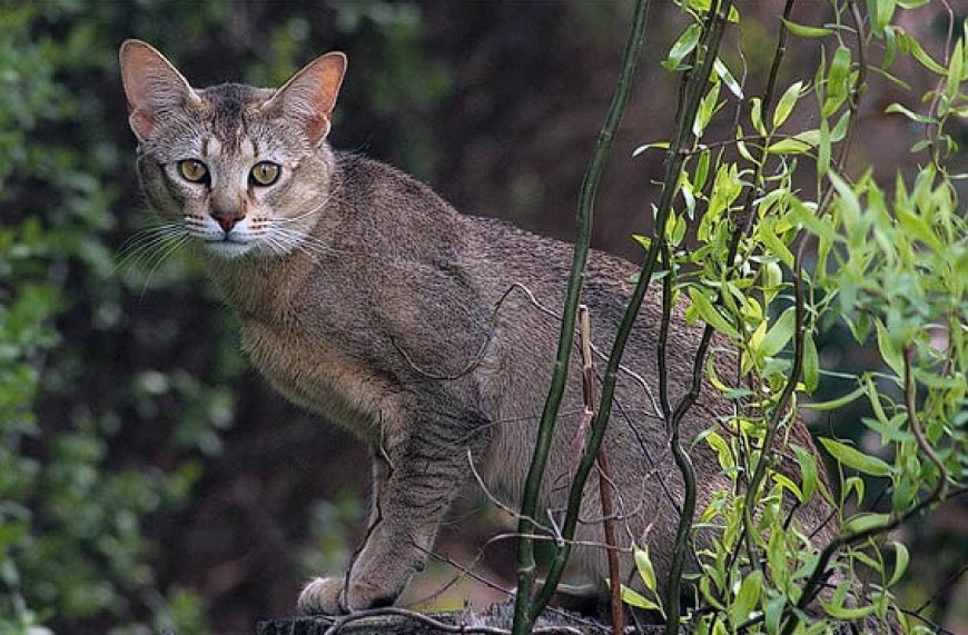 CHAUSIE KEDİSİ, VAHŞİ GÖRÜNÜM İLE EVCİLLİĞİN MÜKEMMEL DENGESİ — Kürk ve Renkler: Chausie kedisinin kürkü kısa ve yoğundur. Parlak, pürüzsüz ve vücuduna sıkı bir şekilde yapışan tüy yapısı sayesinde…