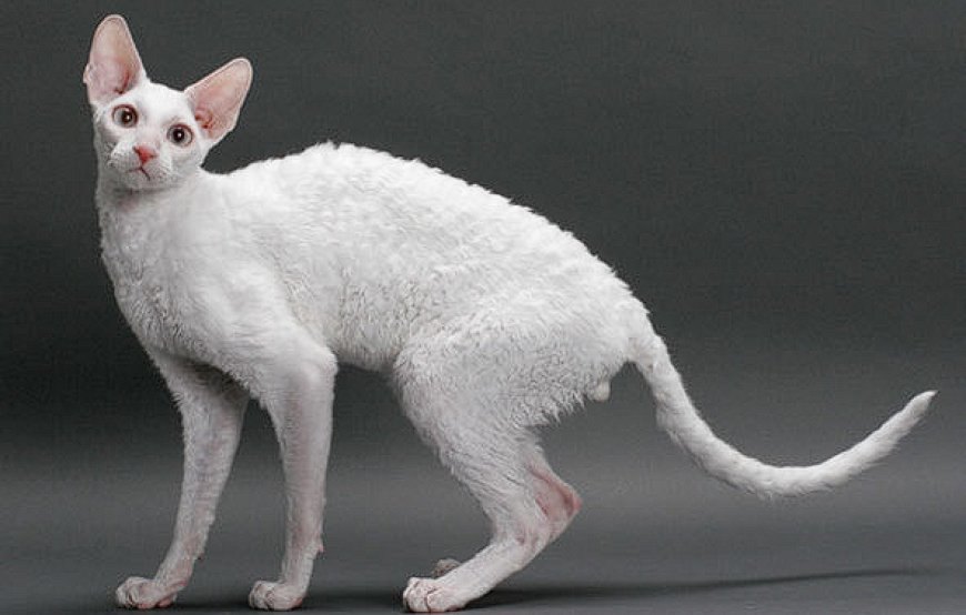 CORNISH REX KEDİSİ, DALGALI KÜRKÜ VE ZEKİ KİŞİLİĞİYLE SIRA DIŞI BİR KEDİ IRKI — Cornish Rex kedisi, ince ve atletik bir vücut yapısına sahiptir. Hafif ve zarif görünümüyle dikkat çeker.