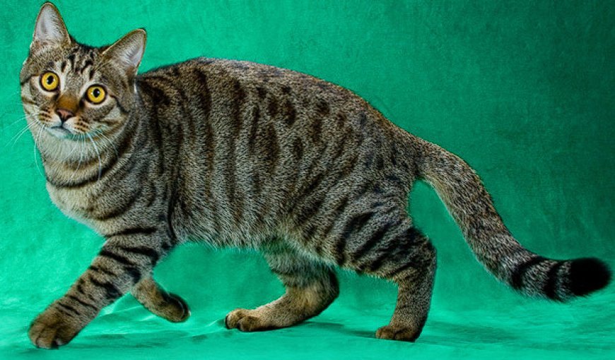 DRAGON LI (ÇİN EJDERHA KEDİSİ), GİZEMLİ VE VAHŞİ GÖRÜNÜMLÜ ÇİN KEDİSİ — Zeki ve Meraklı: Dragon Li kedisi, oldukça zeki ve dikkatli bir yapıya sahiptir.