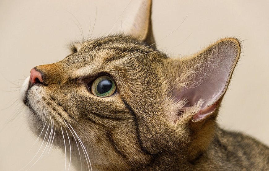 BRAZILIAN SHORTHAIR (BREZİLYA KISA TÜYLÜ), BREZİLYA’NIN ZARİF VE HAREKETLİ KEDİSİ — Brazilian Shorthair kedisi, aile ortamında harika bir ev arkadaşı olabilir. (2)