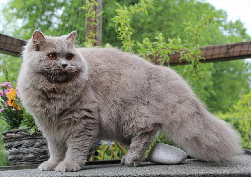 BRITISH LONGHAIR KEDİSİ, ZARİF, SAKİN VE SEVECEN BİR KEDİ IRKI — Kürk ve Renkler: British Longhair kedisinin tüyleri uzun, yoğun ve pelüş bir yapıya sahiptir.
