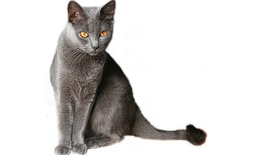 CHARTREUX KEDİSİ, FRANSA'NIN ASİL VE SAKİN KEDİSİ — Kürk ve Renkler: Chartreux kedisinin en belirgin özelliklerinden biri, kısa ama yoğun ve yumuşak kürküdür.