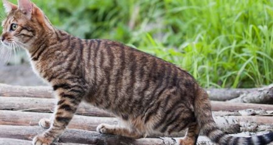 TOYGER KEDİ CİNSİ MODERN VE EGZOTİK GÖRÜNÜMLÜ EV KEDİSİ — Kürk ve Desenler: Toyger kedisinin kürkü, parlak, kısa ve kadife gibi dokusuyla dikkat çeker.