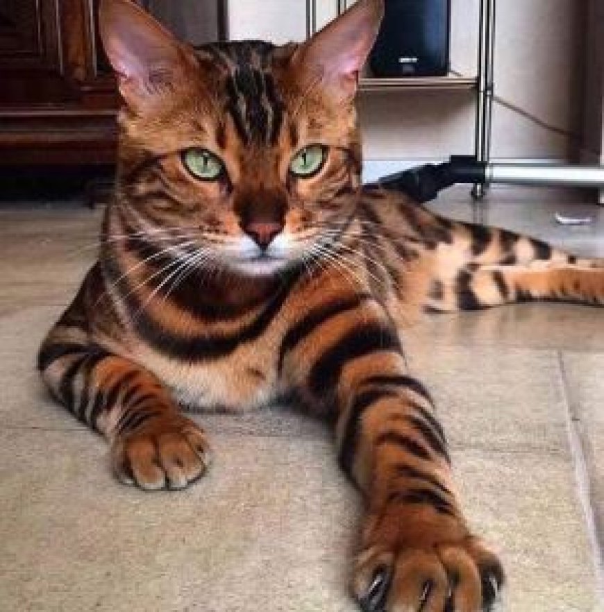TOYGER KEDİ CİNSİ MODERN VE EGZOTİK GÖRÜNÜMLÜ EV KEDİSİ — Toyger kedisi, sosyal yapısı ve oyuncu karakteri sayesinde hem aile üyeleriyle hem de diğer evcil hayvanlarla güçlü bağlar kurabilir. (2)