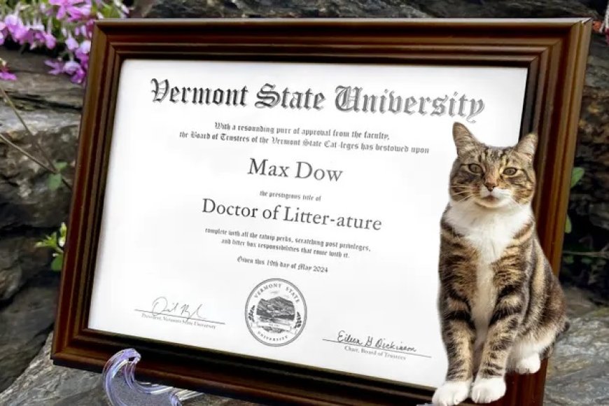 ABD'de Bir Kediye Onursal Diploma Verildi Max'in Hikayesi