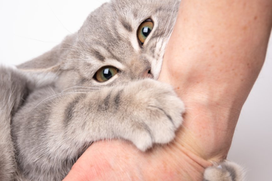 Kedi Tırmığı Hastalığı