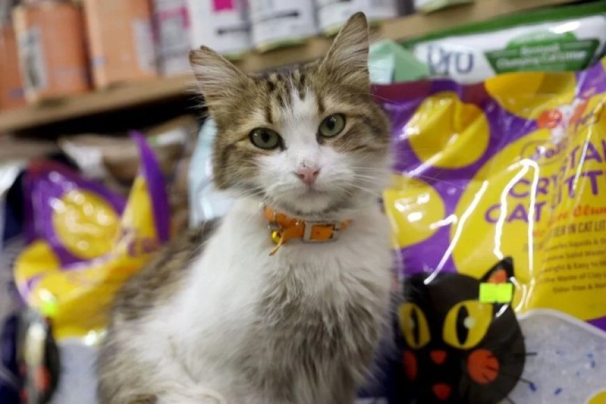 "Yedi Bela Hüsnü" Lakaplı Fenomen Kedi
