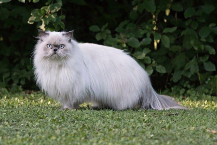 FARS KEDİSİ ÖZELLİKLERİ NELERDİR?