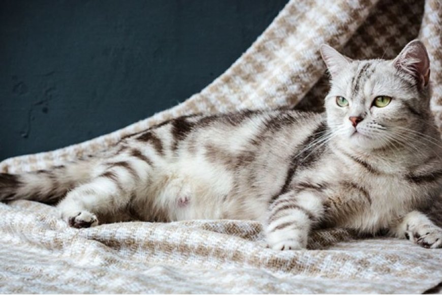 Hamile Kedi Bakımı