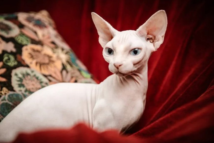 SFENKS KEDİSİ ÖZELLİKLERİ VE BAKIMI