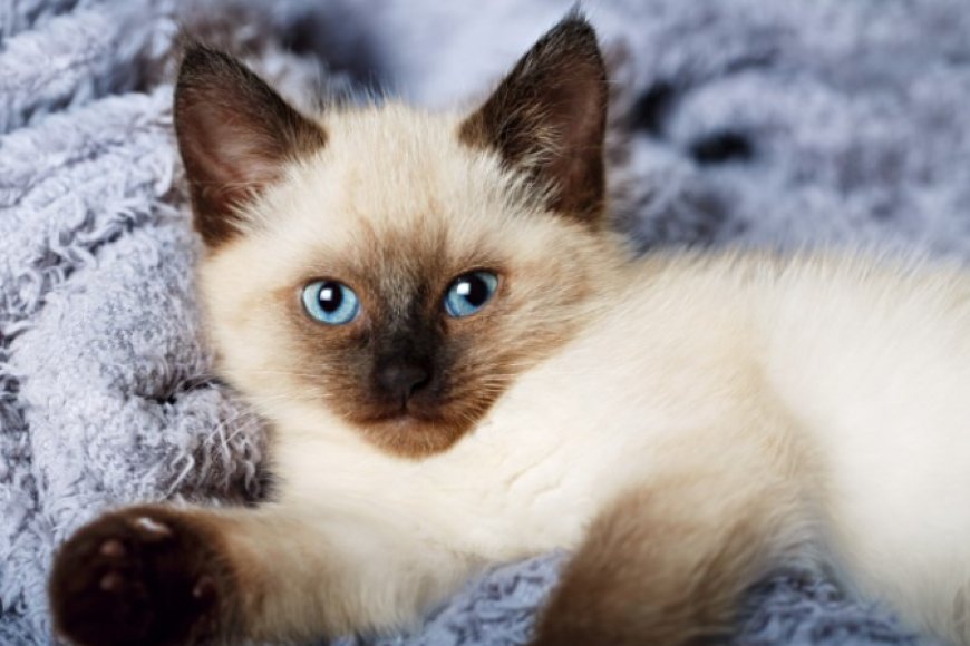 BALINESE KEDİSİNİN ÖZELLİKLERİ VE BAKIMI