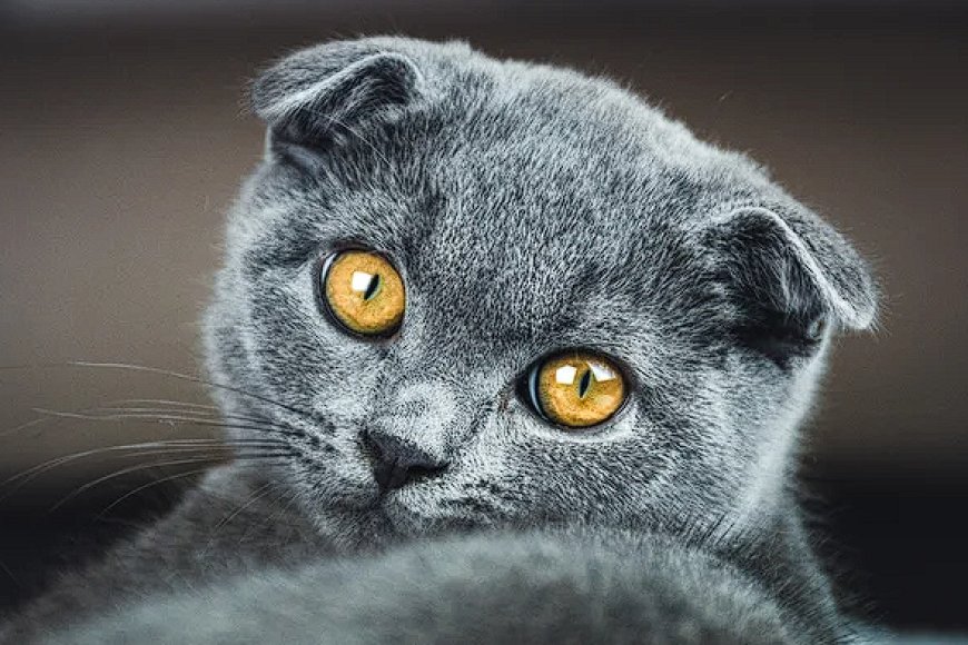 SCOTTISH FOLD KEDİLERİN ÖZELLİKLERİ VE BAKIMI