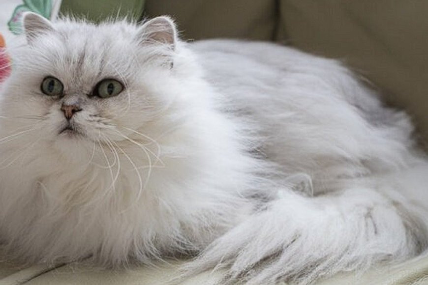 HONEY BEAR KEDİLERİ