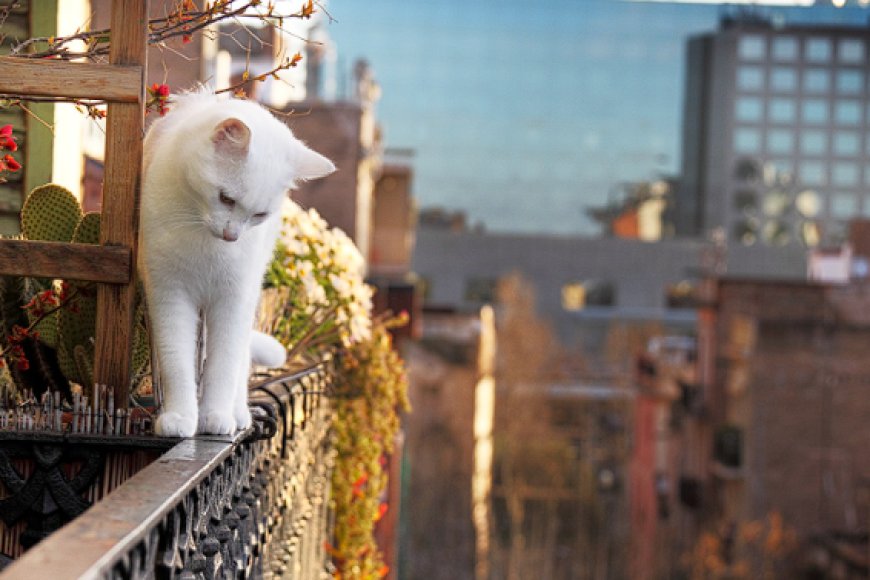 KEDİLER BALKONDAN ATLAR MI?