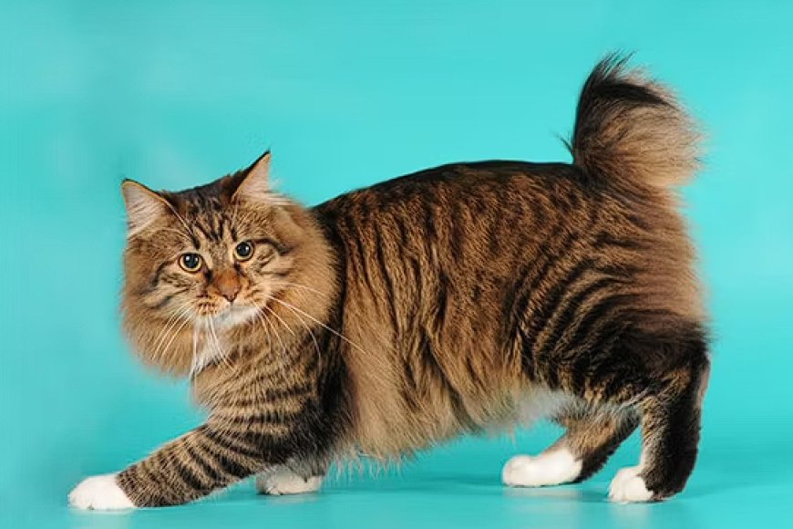 AMERICAN BOBTAIL KEDİSİ, SEVİMLİ VE YARI YABAN DOĞASIYLA DİKKAT ÇEKEN BİR KEDİ IRKI