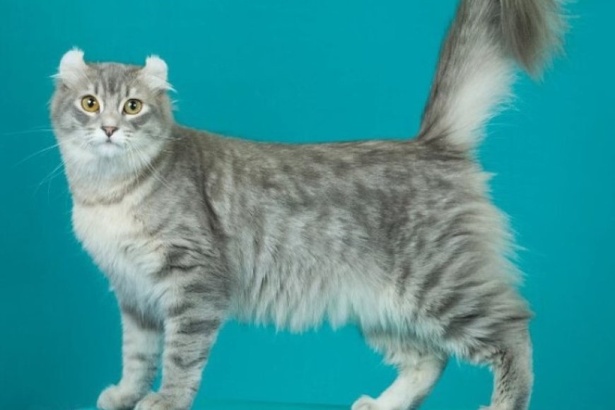 AMERICAN CURL KEDİSİ, KIVRIK KULAKLARIYLA TANINAN ZARİF VE SOSYAL BİR IRK