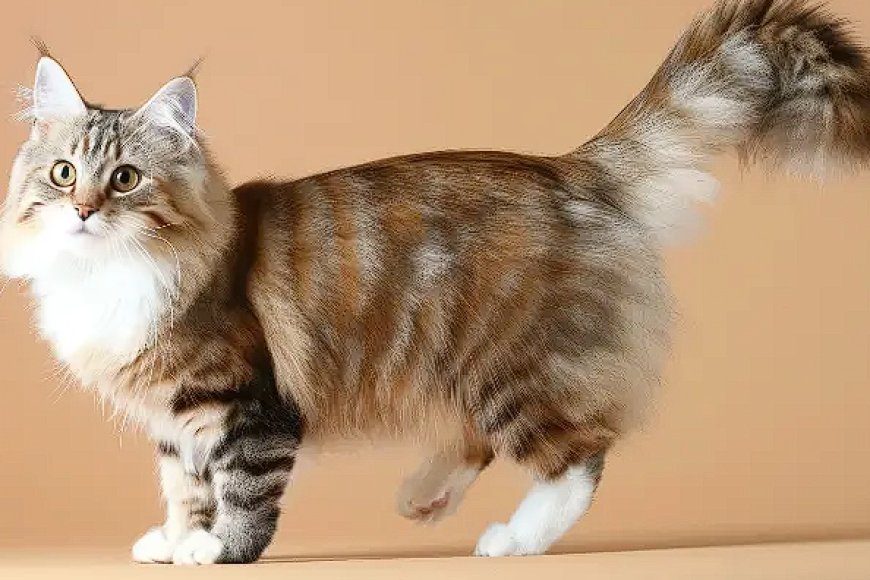 AMERICAN RINGTAIL KEDİSİ, EŞSİZ KUYRUĞU İLE DİKKAT ÇEKEN YENİ BİR KEDİ IRKI
