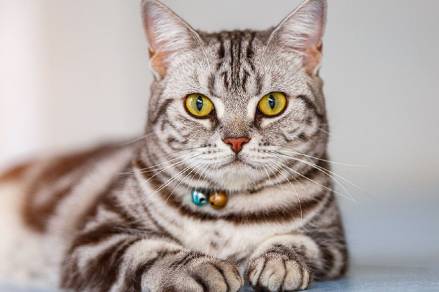 AMERICAN SHORTHAIR KEDİSİ, AMERİKA'NIN DAYANIKLI VE ZARİF KISA TÜYLÜ KEDİSİ
