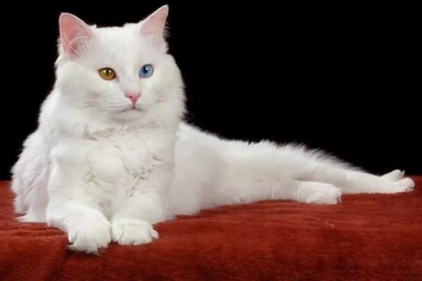 AFRODİT DEVI KEDİSİ (APHRODITE GIANT) KIBRIS’IN ZARİF VE DEV KEDİSİ