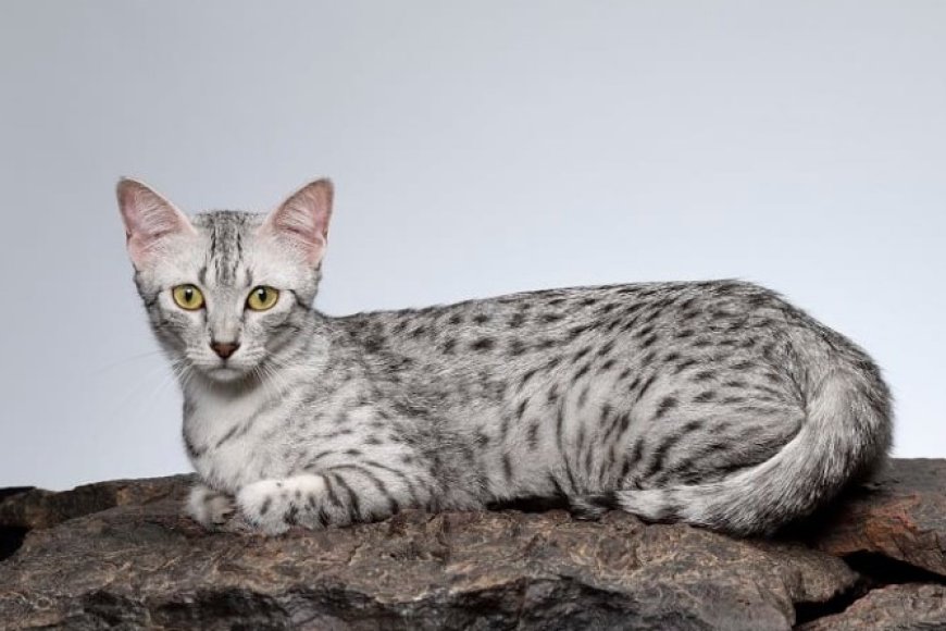 ARABIAN MAU, ÇÖLÜN ZEKİ VE DAYANIKLI KEDİSİ