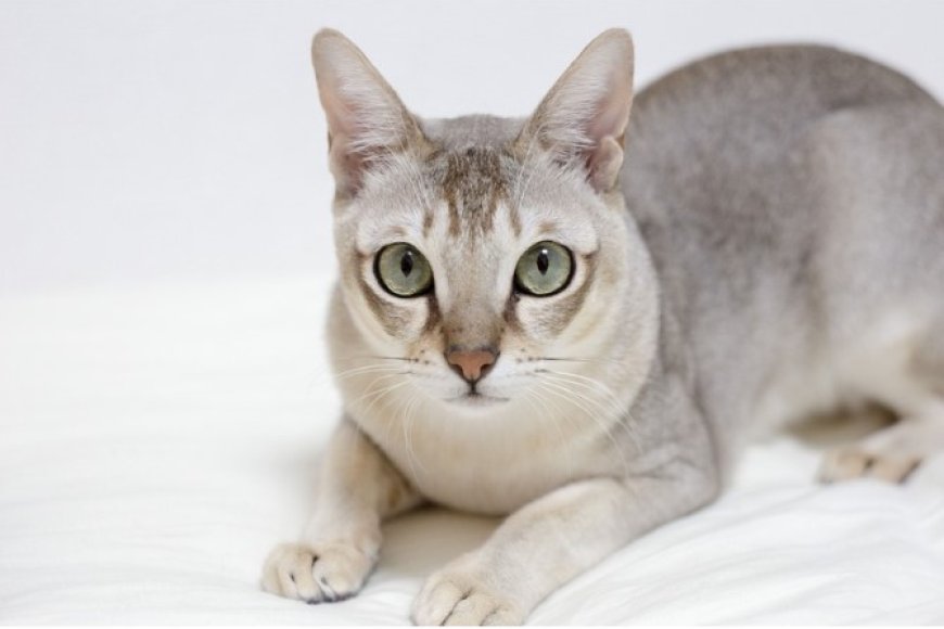 ASYA KEDİSİ (ASIAN CAT) ZEKİ, ZARİF VE SOSYAL BİR KEDİ IRKI