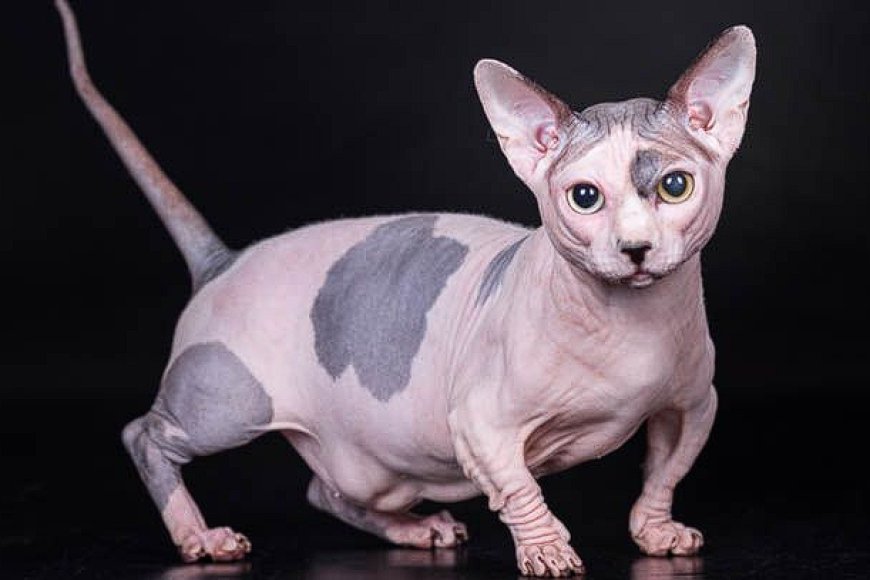 BAMBİNO KEDİSİ, KÜÇÜK BOYUTLARI VE SEVİMLİ YAPISIYLA EŞSİZ BİR KEDİ IRKI