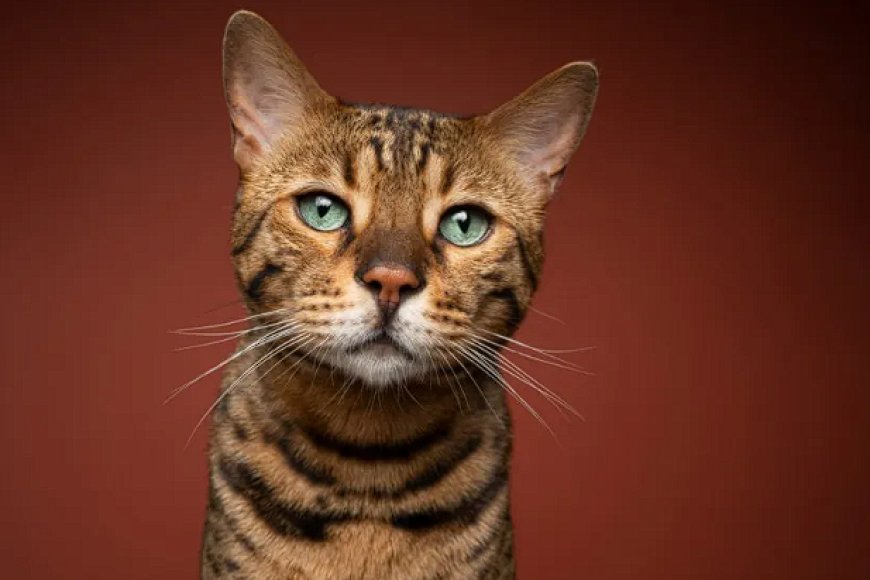 Bengal kedisi