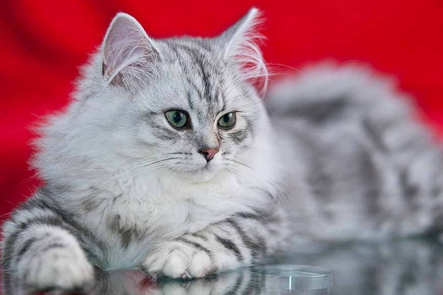 BRITISH LONGHAIR KEDİSİ, ZARİF, SAKİN VE SEVECEN BİR KEDİ IRKI