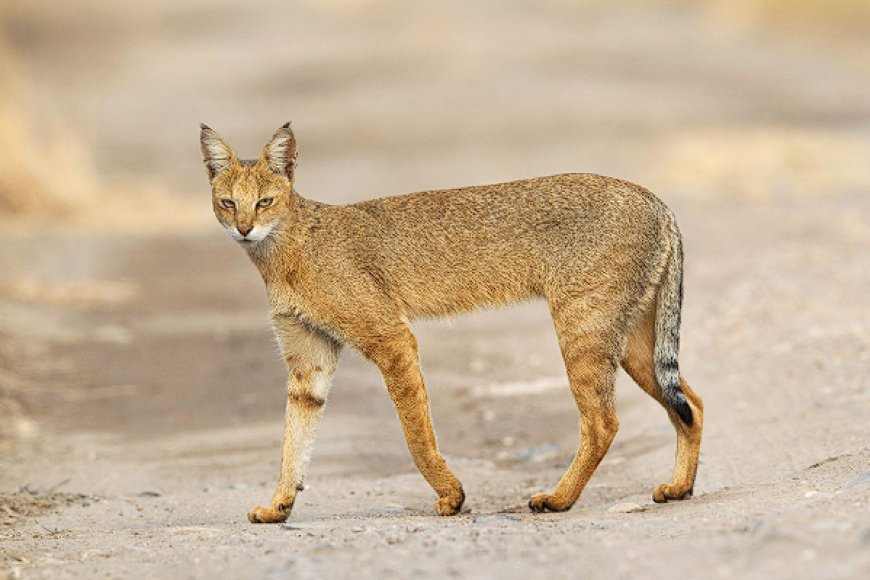 CHAUSIE KEDİSİ, VAHŞİ GÖRÜNÜM İLE EVCİLLİĞİN MÜKEMMEL DENGESİ