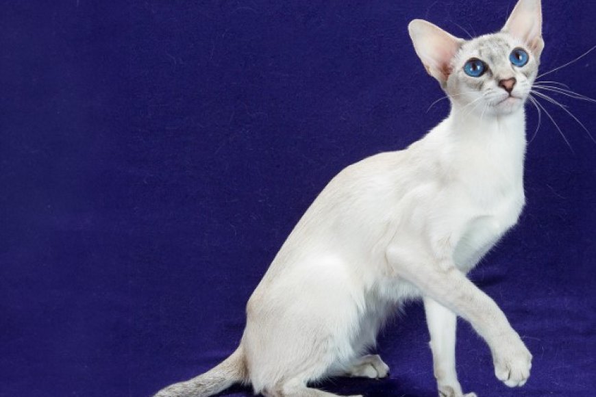 Colorpoint Shorthair Zeki ve Sevecen Bir Arkadaş