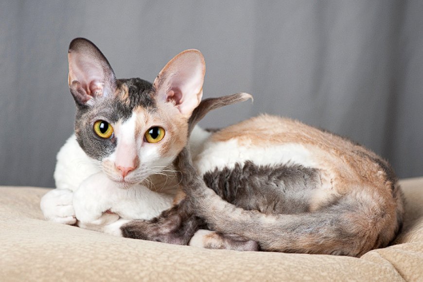 CORNISH REX KEDİSİ, DALGALI KÜRKÜ VE ZEKİ KİŞİLİĞİYLE SIRA DIŞI BİR KEDİ IRKI