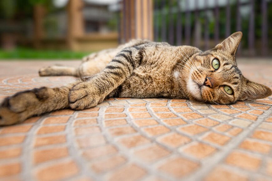 DRAGON LI (ÇİN EJDERHA KEDİSİ), GİZEMLİ VE VAHŞİ GÖRÜNÜMLÜ ÇİN KEDİSİ