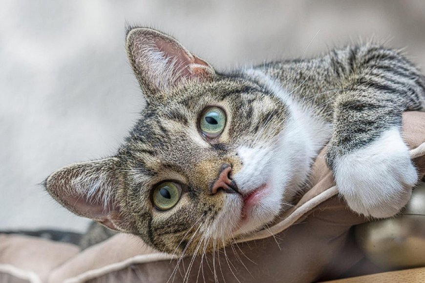 EUROPEAN SHORTHAIR KEDİSİ, KITANIN DOĞAL VE ZARİF KEDİ IRKI