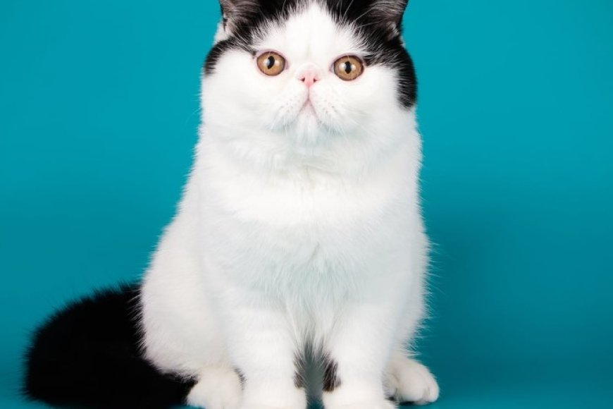 (Egzotik Shorthair) Egzotik Kısa Tüylü Kedi Özellikler ve Bakım İpuçları