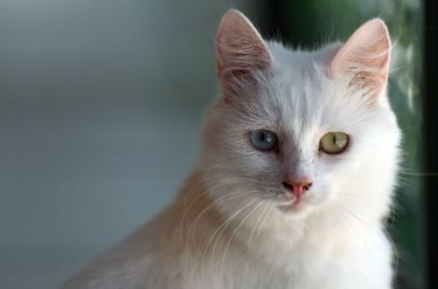 ANKARA KEDİSİ TÜRKİYE’NİN ASİL VE GÖZ ALICI KEDİ IRKI — Ankara kedisi, sosyal yapısı sayesinde hem aile ortamına hem de yalnız bireylere kolayca uyum sağlar. (2)