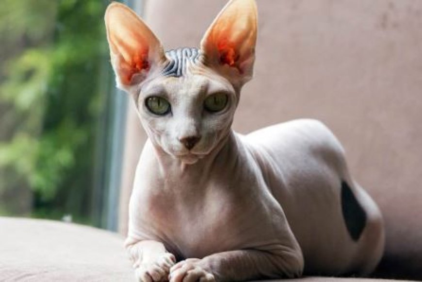PETERBALD KEDİSİ ZARİF VE SIRA DIŞI BİR GÜZELLİK — Sosyal doğası sayesinde Peterbald kedisi, hem aile bireyleriyle hem de diğer evcil hayvanlarla kolayca uyum sağlar. (2)