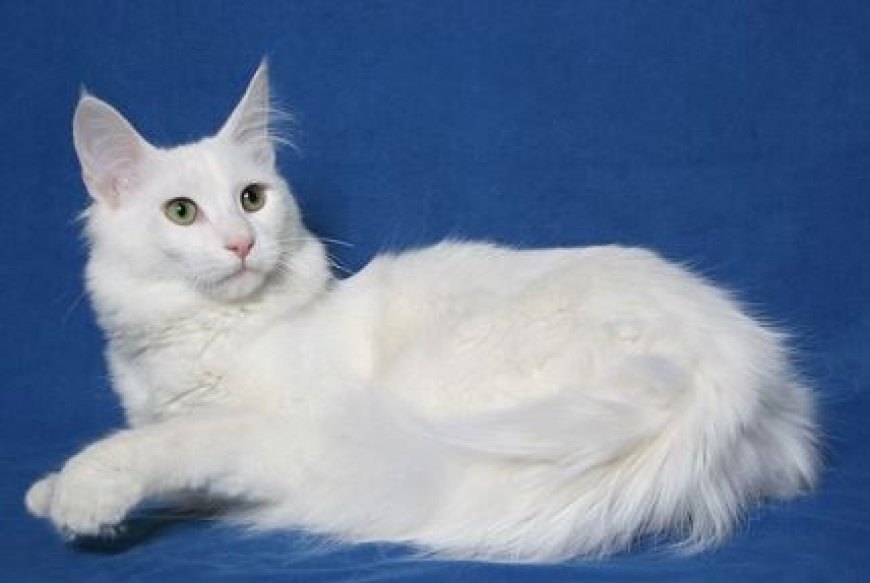 ANKARA KEDİSİ TÜRKİYE’NİN ASİL VE GÖZ ALICI KEDİ IRKI — Kürk ve Renkler: Ankara kedisi, uzun ve ipeksi tüyleriyle tanınır.