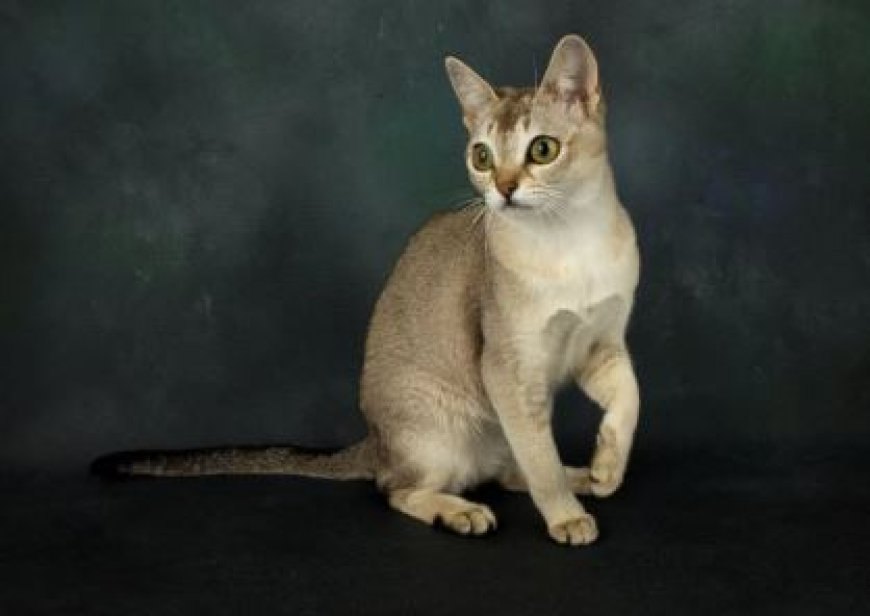 SİNGAPUR KEDİSİ DÜNYANIN EN KÜÇÜK VE SEVİMLİ KEDİ CİNSİ — Singapur kedileri, dost canlısı, oyuncu ve sosyal yapılarıyla bilinir.