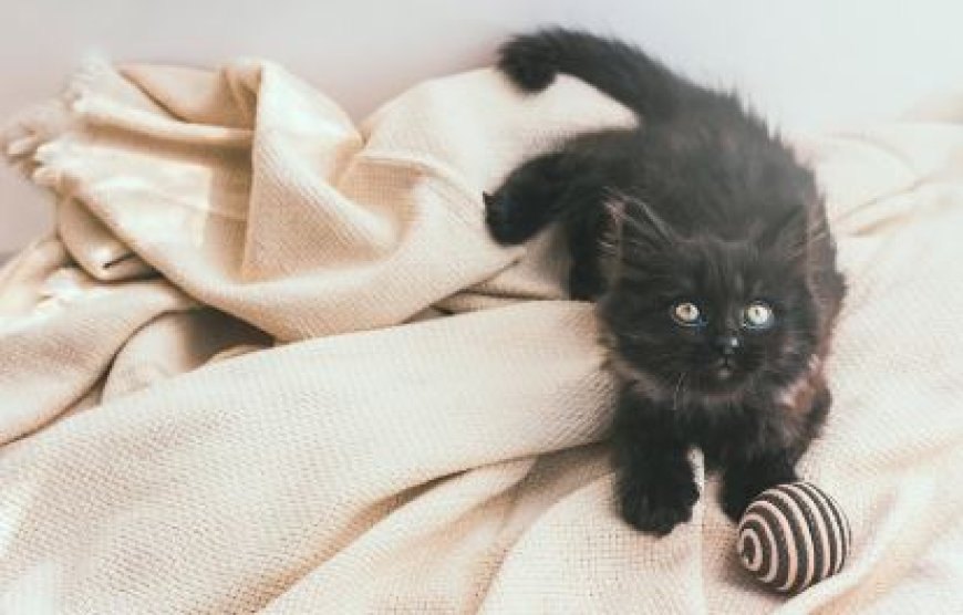 YORK CHOCOLATE KEDİSİ SAKİN VE ZARİF BİR DOST — York Chocolate kedisi, zarif ve güçlü bir görünüme sahiptir.