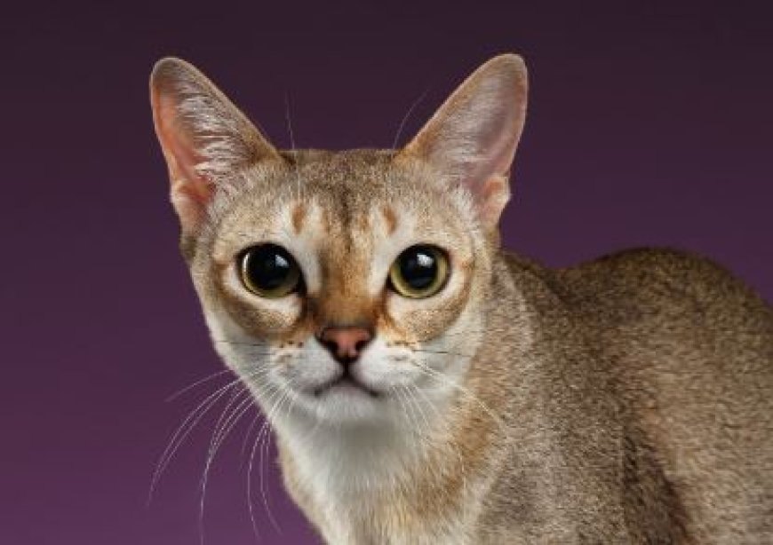 SİNGAPUR KEDİSİ DÜNYANIN EN KÜÇÜK VE SEVİMLİ KEDİ CİNSİ — Singapur kedisi, adını aldığı Singapur’da doğal olarak ortaya çıkmış bir ırktır. (2)