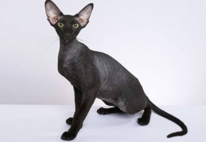 PETERBALD KEDİSİ ZARİF VE SIRA DIŞI BİR GÜZELLİK — Fiziksel Özellikleri