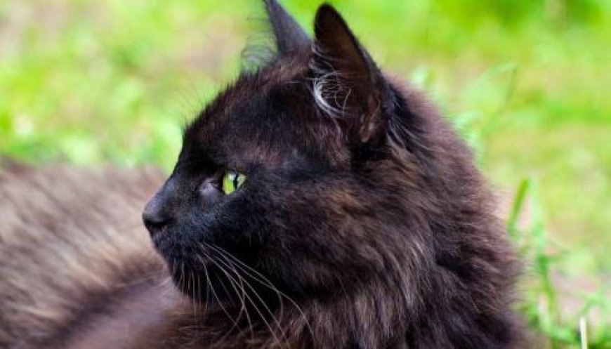 YORK CHOCOLATE KEDİSİ SAKİN VE ZARİF BİR DOST — Beslenme: Protein ağırlıklı ve dengeli bir diyetle beslenmelidir. Hareketli bir yapısı olmadığından porsiyon kontrolü önemlidir. (2)