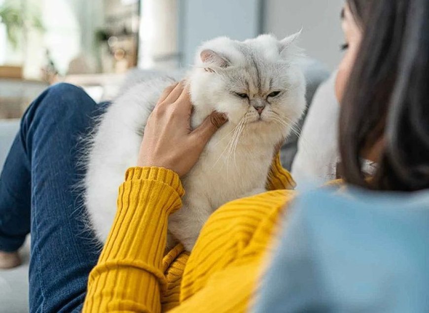 Sahipleneceğiniz Kedi Cinsine Göre Bilmeniz Gerekenler — Tüy alerjisi olanlar için ideal bir seçenektir.