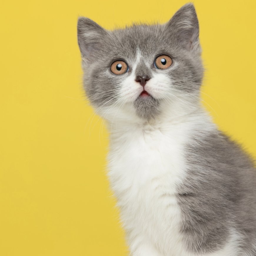 KEDİLERİN DAVRANIŞLARINI VE DUYGULARINI ANLAMAK — Size Küçük Hediyeler Getirmesi: Bazı kediler oyuncaklarını veya avladıkları küçük böcekleri sahiplerine hediye olarak getirirler. (2)