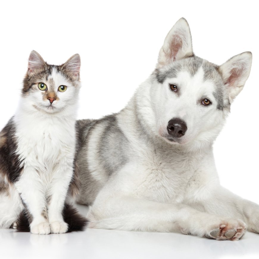 Kediler ve Köpekler Gerçekten Düşman mı? — Birçok insan kedileri ve köpekleri bir arada besleyerek dostluklarını gözlemlemiştir.