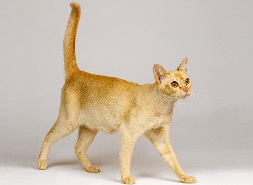 CEYLON KEDİSİ EGZOTİK VE ZARİF SRİ LANKA KEDİSİ — Zeki ve Eğitilebilir: Zekâ seviyeleri yüksek olduğu için basit komutları öğrenebilirler.