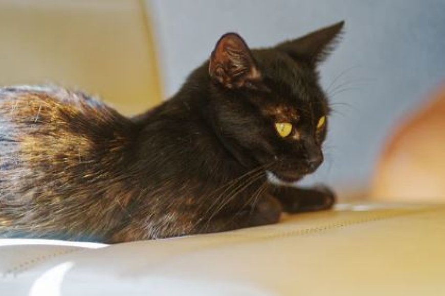 YORK CHOCOLATE KEDİSİ SAKİN VE ZARİF BİR DOST