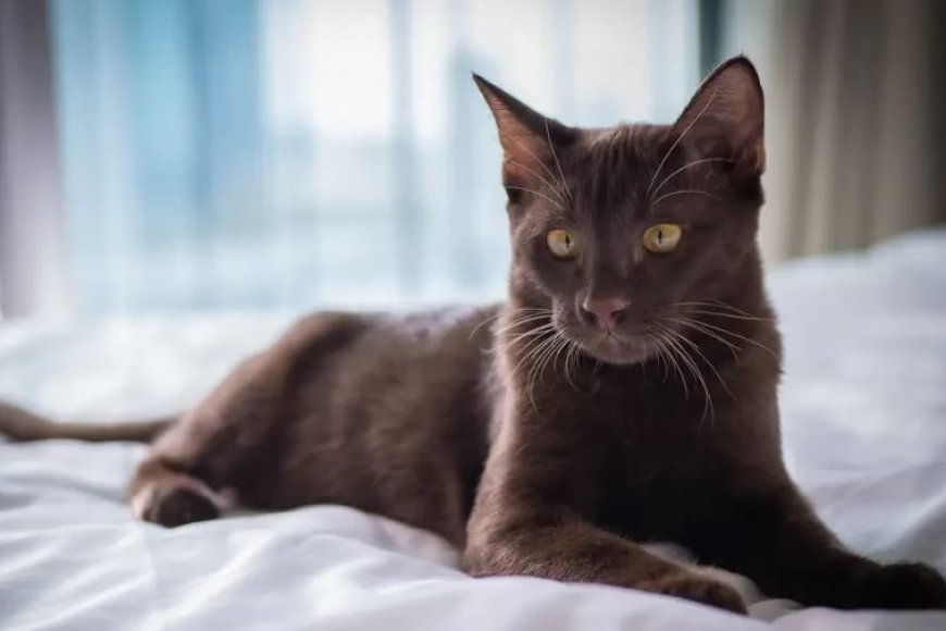 SUPHALAK KEDİSİ ESRARENGİZ VE ZARİF TAYLAND GÜZELİ
