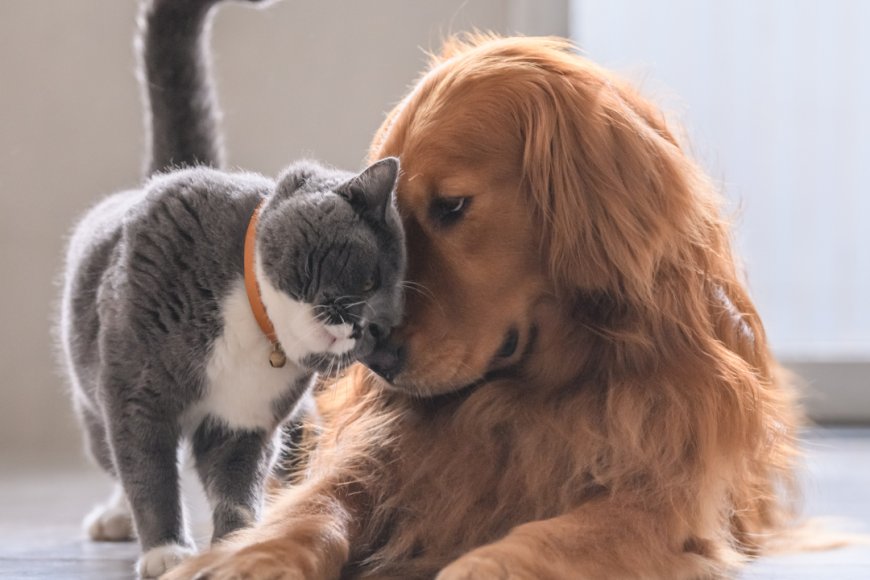 Kediler ve Köpekler Gerçekten Düşman mı?