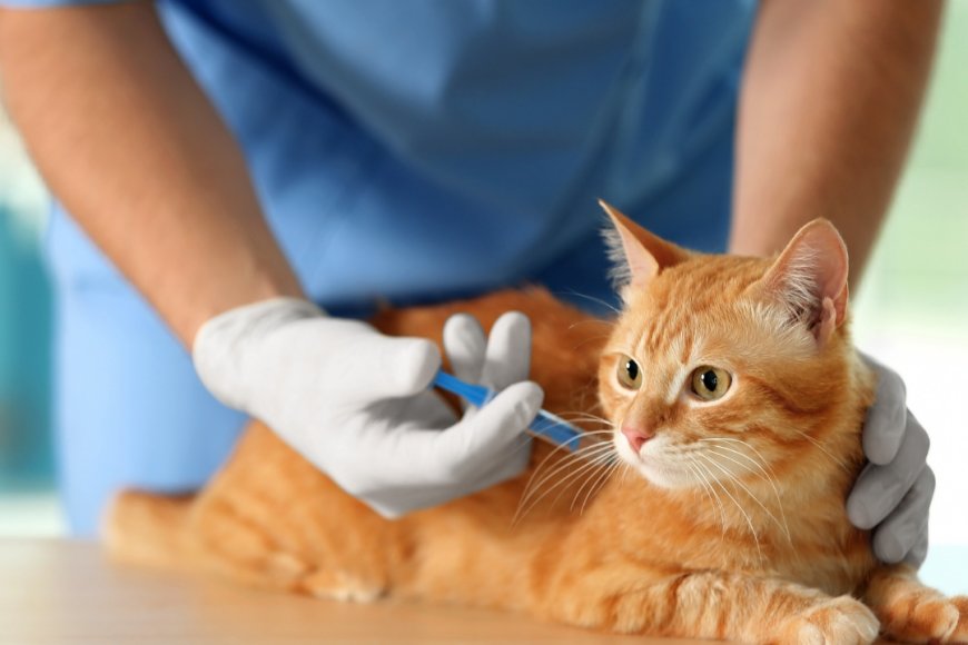 KEDİLER İÇİN AŞI TAKVİMİ VE ÖNEMİ